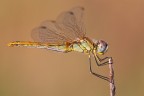 Sympetrum fonscolombii Sympetrum fonscolombii
