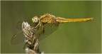 Orthetrum brunneum Orthetrum brunneum