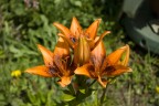 Fiori di montagna