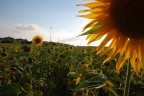 Girasoli Toscani Girasoli Toscani