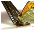 Farfallina... in cucina! Farfallina... in cucina!