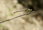 Finalmente ritengo di aver fotografato un O.Forcipatus in maniera decente (non dico ottima... ne ho visti di molto meglio): per una volta l'ho preso su un rametto invece che sopra un sasso o una foglia a mezzo cm da terra!
Allego anche la versione fluviale... ovviamente :lol:

EXIF: F/9, 1/200, ISO 100, Exp Comp -0.3eV, Cavalletto, scatto remoto.
[url=http://img716.imageshack.us/img716/1633/img2256c.jpg]Versione HR [/url]
[url=http://img833.imageshack.us/img833/2418/img2261i.jpg]Versione HR fluviale[/