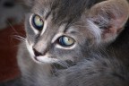 occhi di gatto occhi di gatto