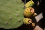 Opuntia ficus indica Opuntia ficus indica