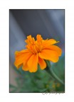 Flower Flower