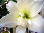 69 IL MISTERO DEL FIORE