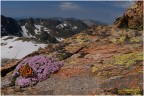 Silene acaulis e vanessa cardui