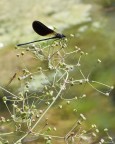 Calopteryx Haemorroidalis in attesa del pranzo Calopteryx Haemorroidalis in attesa del pranzo