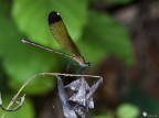 Esemplare di Femmina di Calopteryx Haemorroidalis.
Con l'acqua a mezze caviglie (e niente stivali... ci mancherebbe!), il cavalletto in acqua e una brezza impercettibile ma presente, questo  quanto sono riuscito a portare a casa.
(volevo clonare la foglia a sinistra... ma non sono capace)
Graditissimi i vostri commenti.

Exif: F/9, 1/8s, ISO 640, Exp Comp -0.3, Flash OFF, Cavalletto, Scatto remoto, Piedi a mollo :)

Si consiglia la versione HR:[url]http://img832.imageshack.us/img832/1665/img2288z.j