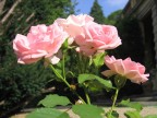rose nate nel mio giardino