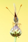 Ritratto Melitea sp. Ritratto Melitea sp.