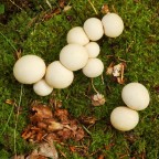Lycoperdon Lycoperdon