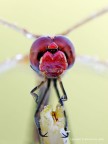 Crocothemis Crocothemis