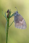 Coenonympha pamphilus Coenonympha pamphilus