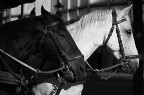 il bianco e il nero il bianco e il nero