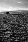 Castelluccio di Norcia, 23-08-10