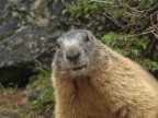 Marmotta #3 - Ok, mi fido! Marmotta #3 - Ok, mi fido!