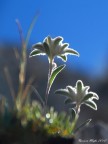 Stelle alpine Stelle alpine