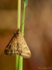 Falena Falena