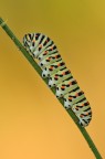 Papilio Machaon Papilio Machaon
