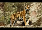 tigre #1 tigre #1