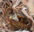 Snake vs Fish Snake vs Fish