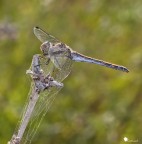 Striolatum con flash Striolatum con flash