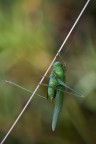 Tettigonia adulta