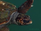 Caretta caretta Caretta caretta