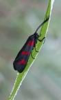 Zygaena Zygaena