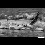 ::: - - ::: ::: - - :::