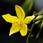 ecco a voi un'orchidea!

critiche e commenti molto graditi!