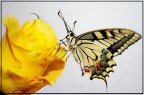 sbocciata come una rosa sbocciata come una rosa
