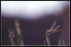 Libellula Libellula