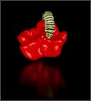 una rosa rossa una rosa rossa