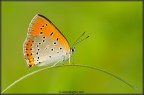 Lycaena dispar Lycaena dispar
