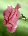perle perle
