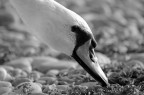 un cigno di mare fotografato a Ventimiglia (IM)