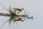 piro piro piccolo riflesso