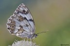Melanargia lachensis Melanargia lachensis