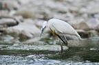 Egretta garzetta Egretta garzetta
