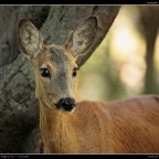 Capriolo # 1 Capriolo # 1