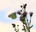 bianco colorato bianco colorato