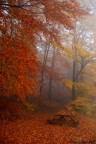 Colors in the fog Colors in the fog