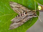 sfingide da identificare sfingide da identificare