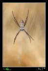 ...Argiope Trifasciato... ...Argiope Trifasciato...