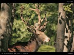 Cervo # 2 - Maschio Adulto