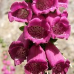 foto "digitale foto "digitale