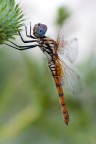 Libellula Libellula