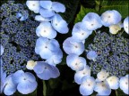 fiore01 fiore01